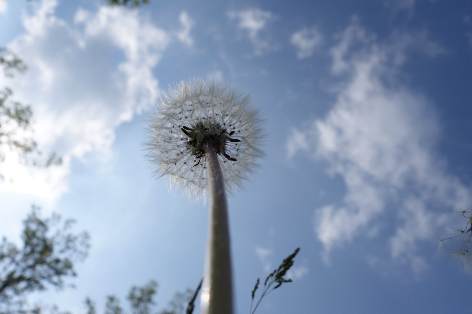 Pusteblume