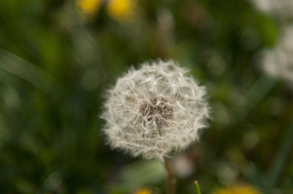 Pusteblume