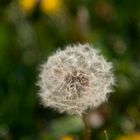 Pusteblume