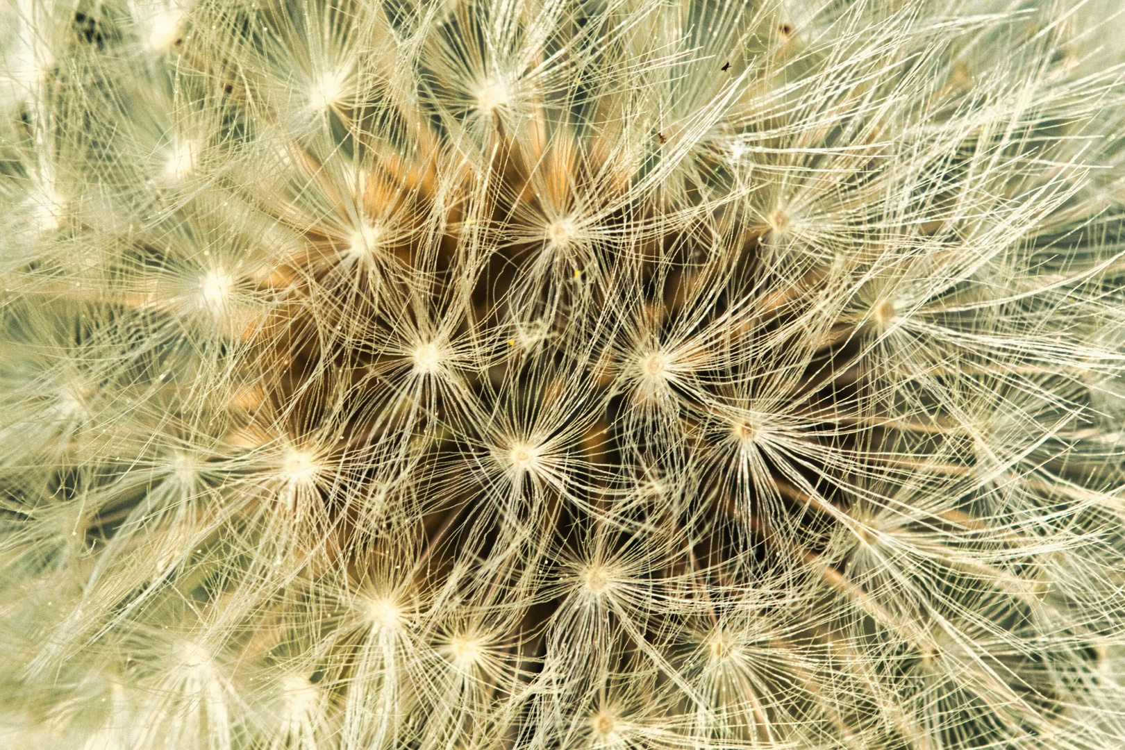 Pusteblume