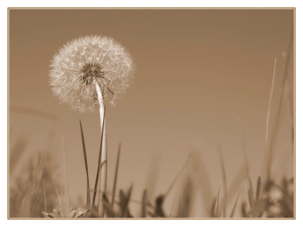 Pusteblume