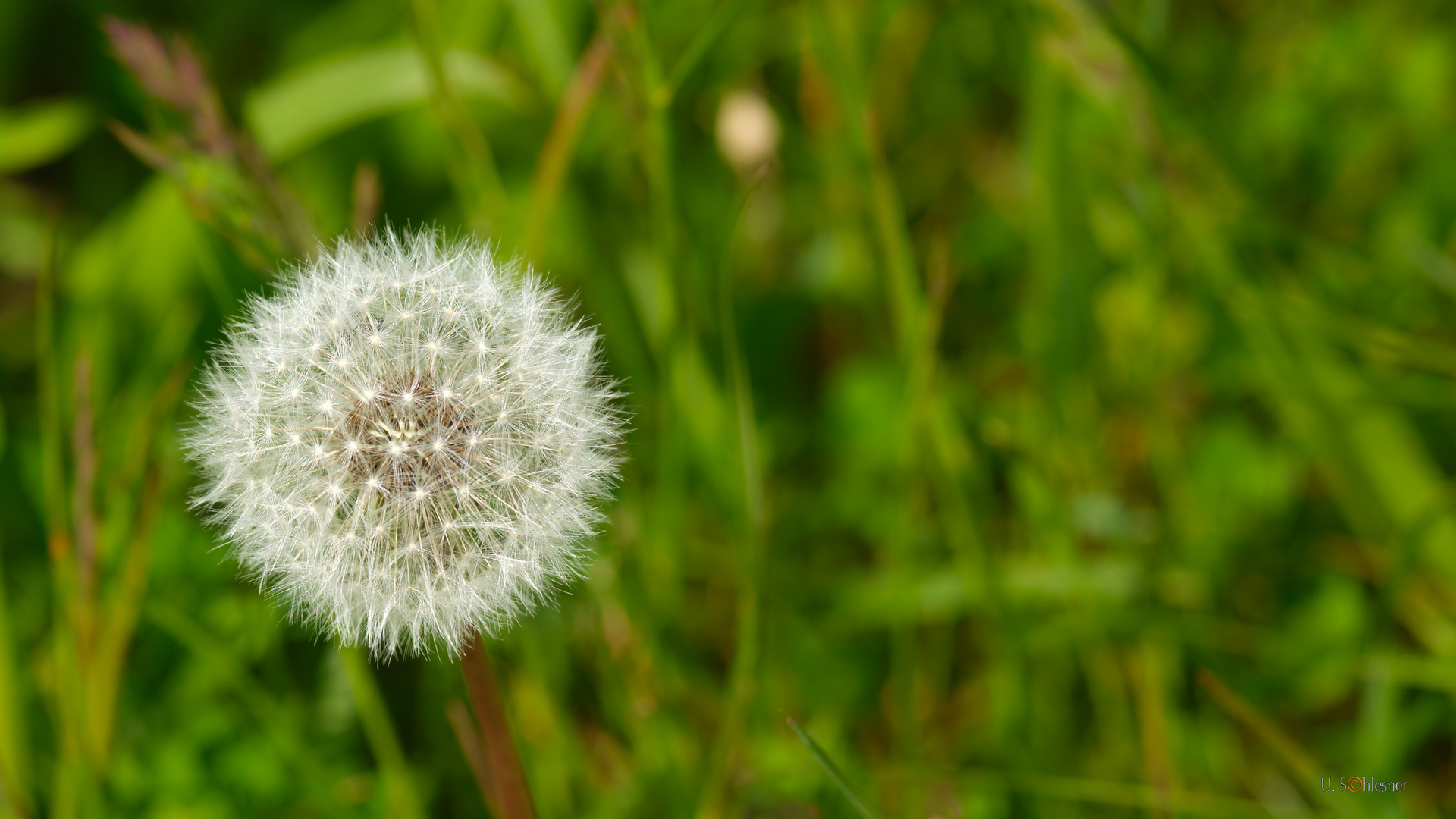 Pusteblume