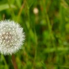 Pusteblume