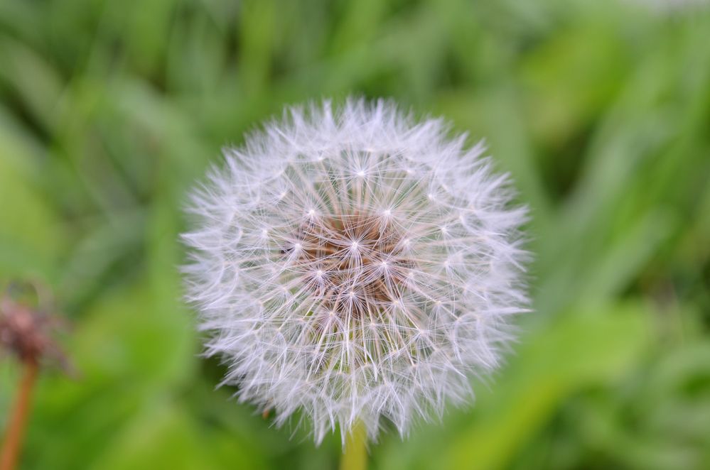 Pusteblume