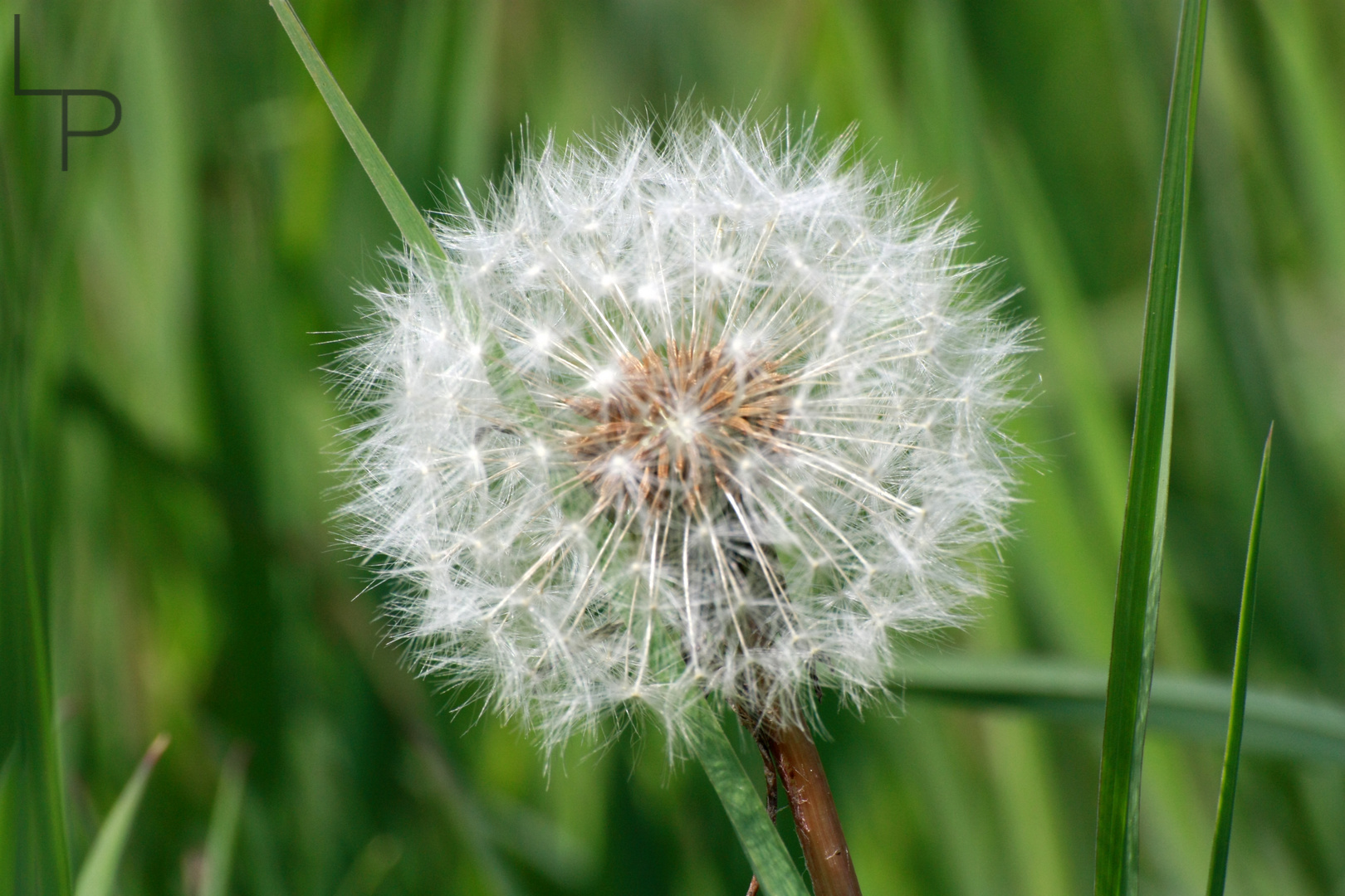 Pusteblume