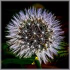 "Pusteblume"