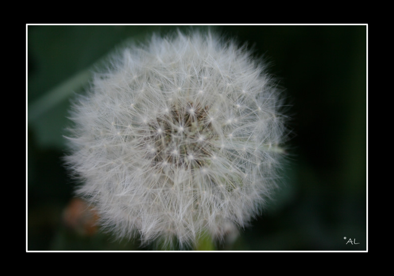 Pusteblume