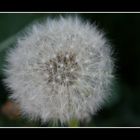 Pusteblume