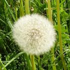 Pusteblume