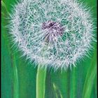 Pusteblume