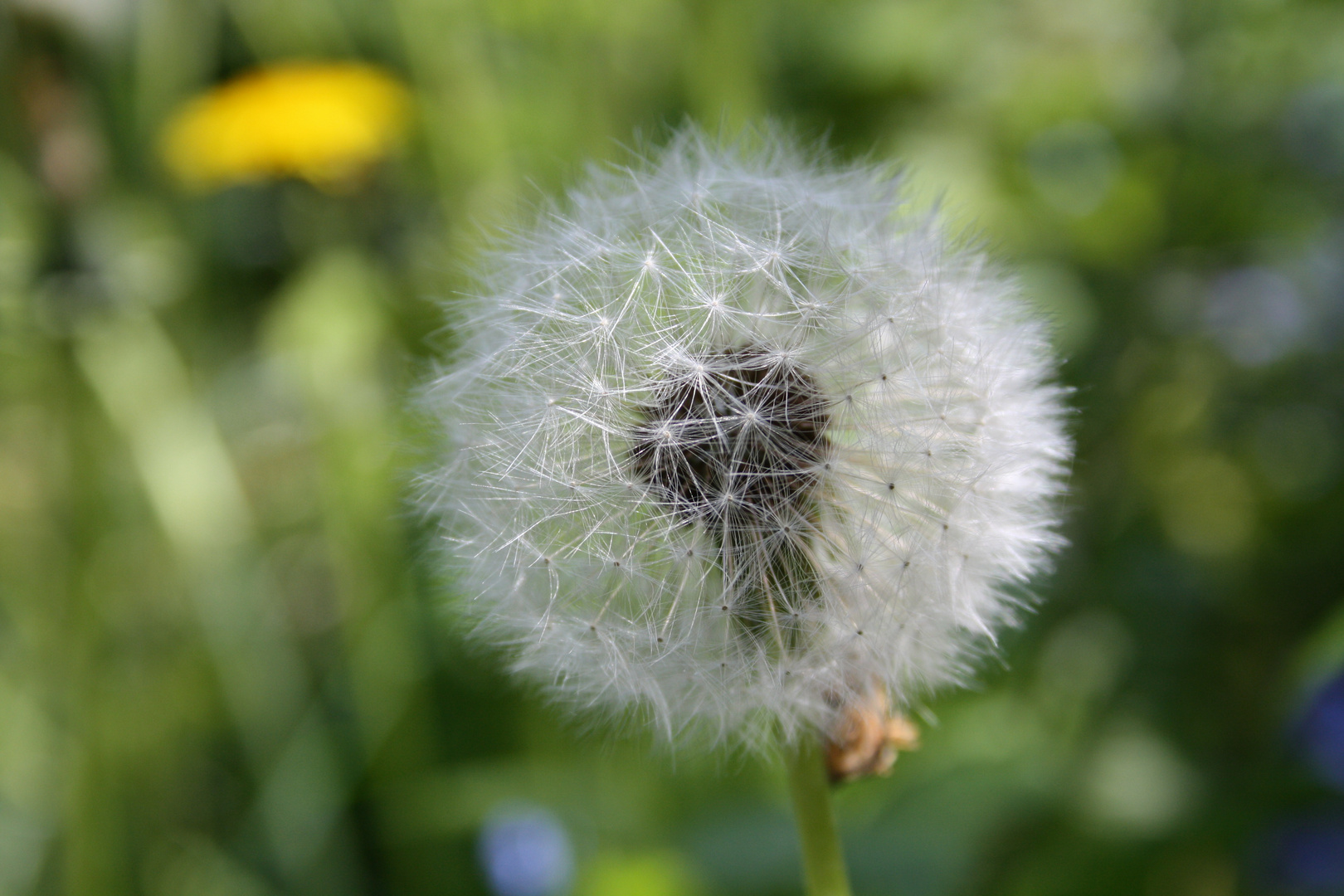 Pusteblume