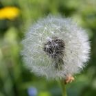 Pusteblume