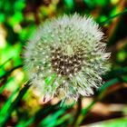 Pusteblume