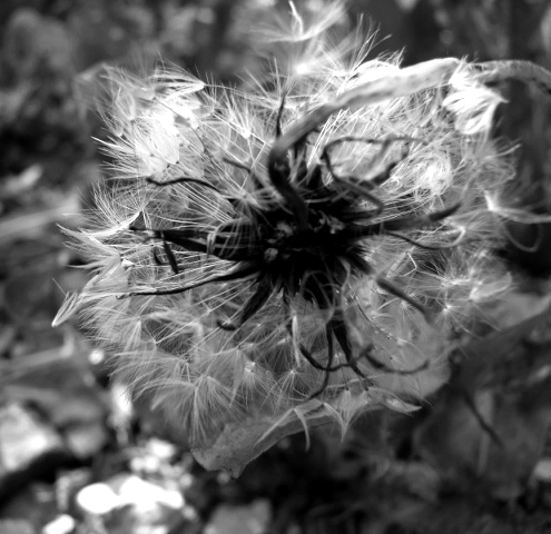 Pusteblume