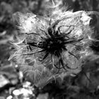 Pusteblume