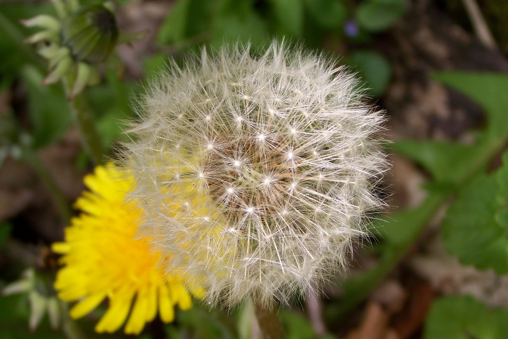 Pusteblume