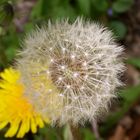 Pusteblume