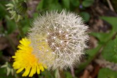 Pusteblume