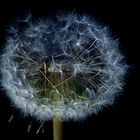 Pusteblume