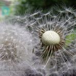 Pusteblume