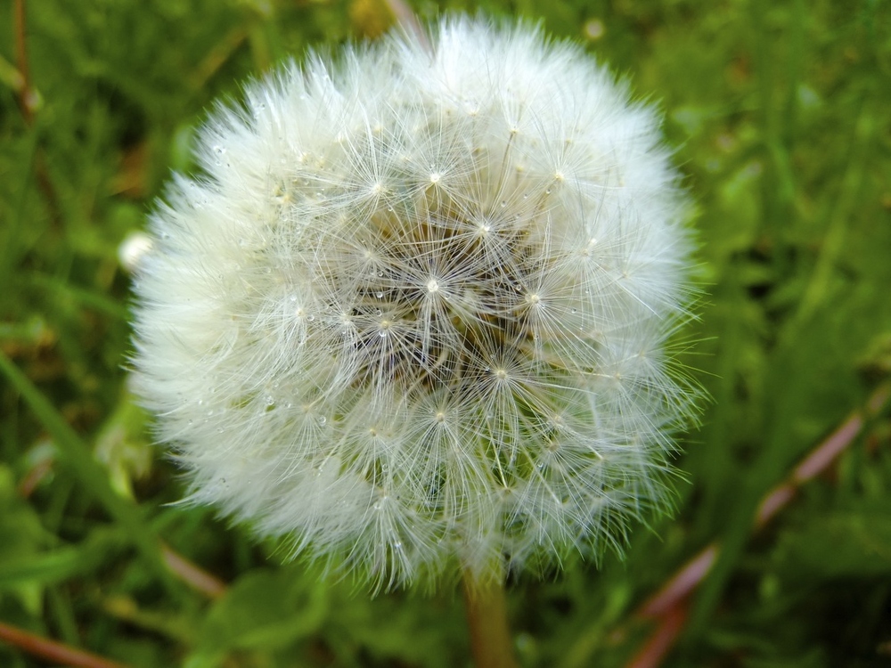 Pusteblume **