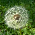 Pusteblume