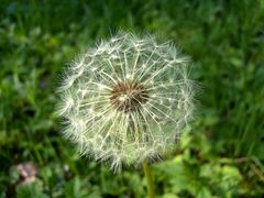 Pusteblume