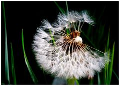 Pusteblume