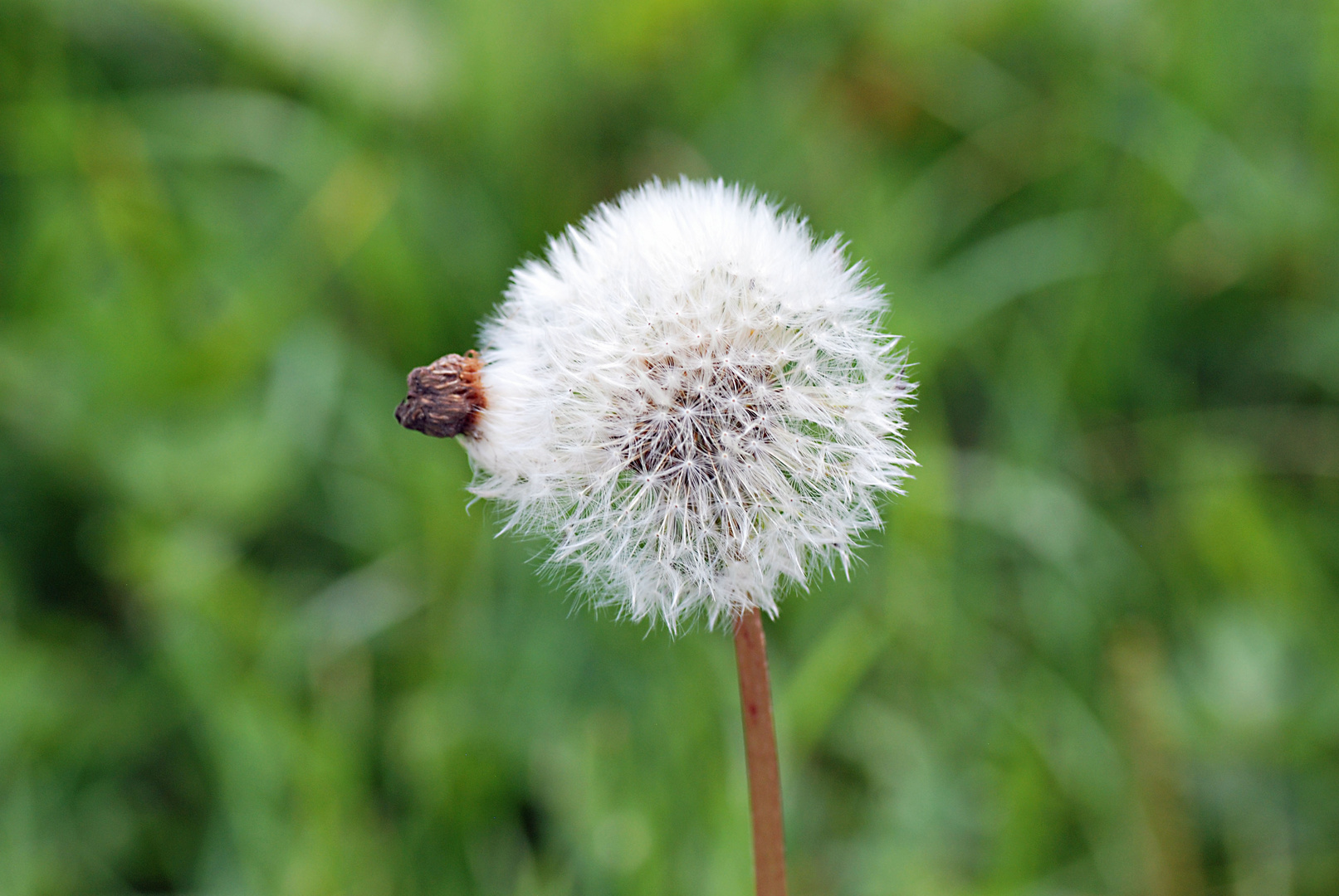 Pusteblume