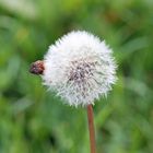 Pusteblume