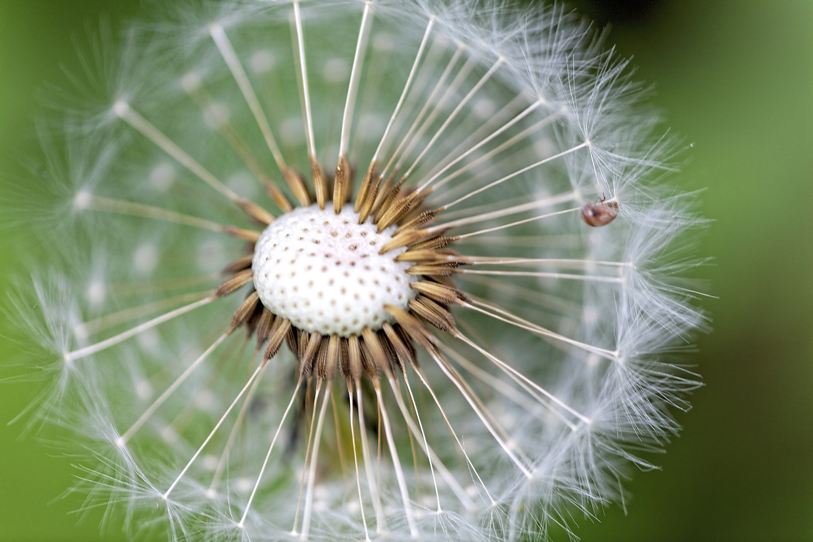 Pusteblume