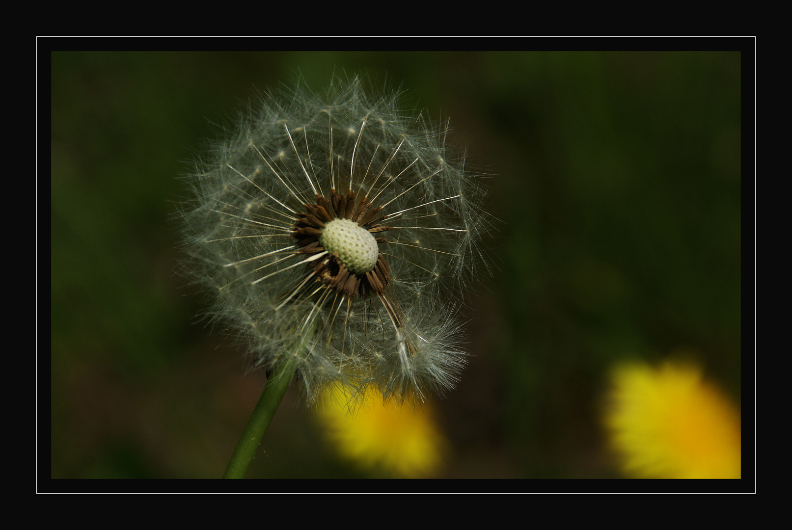 Pusteblume.