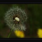 Pusteblume.