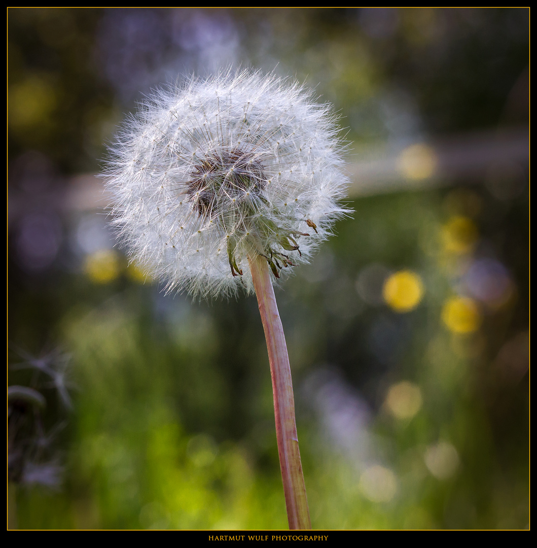 Pusteblume