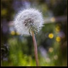 Pusteblume