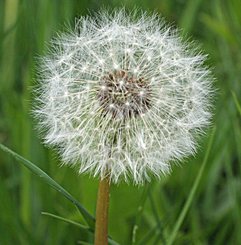 Pusteblume