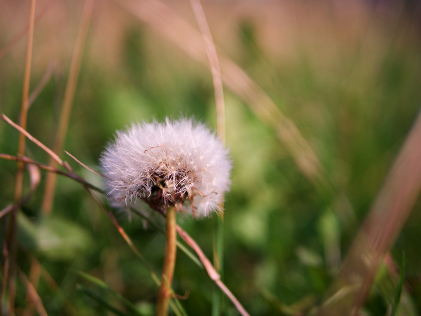 Pusteblume