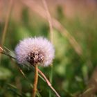 Pusteblume