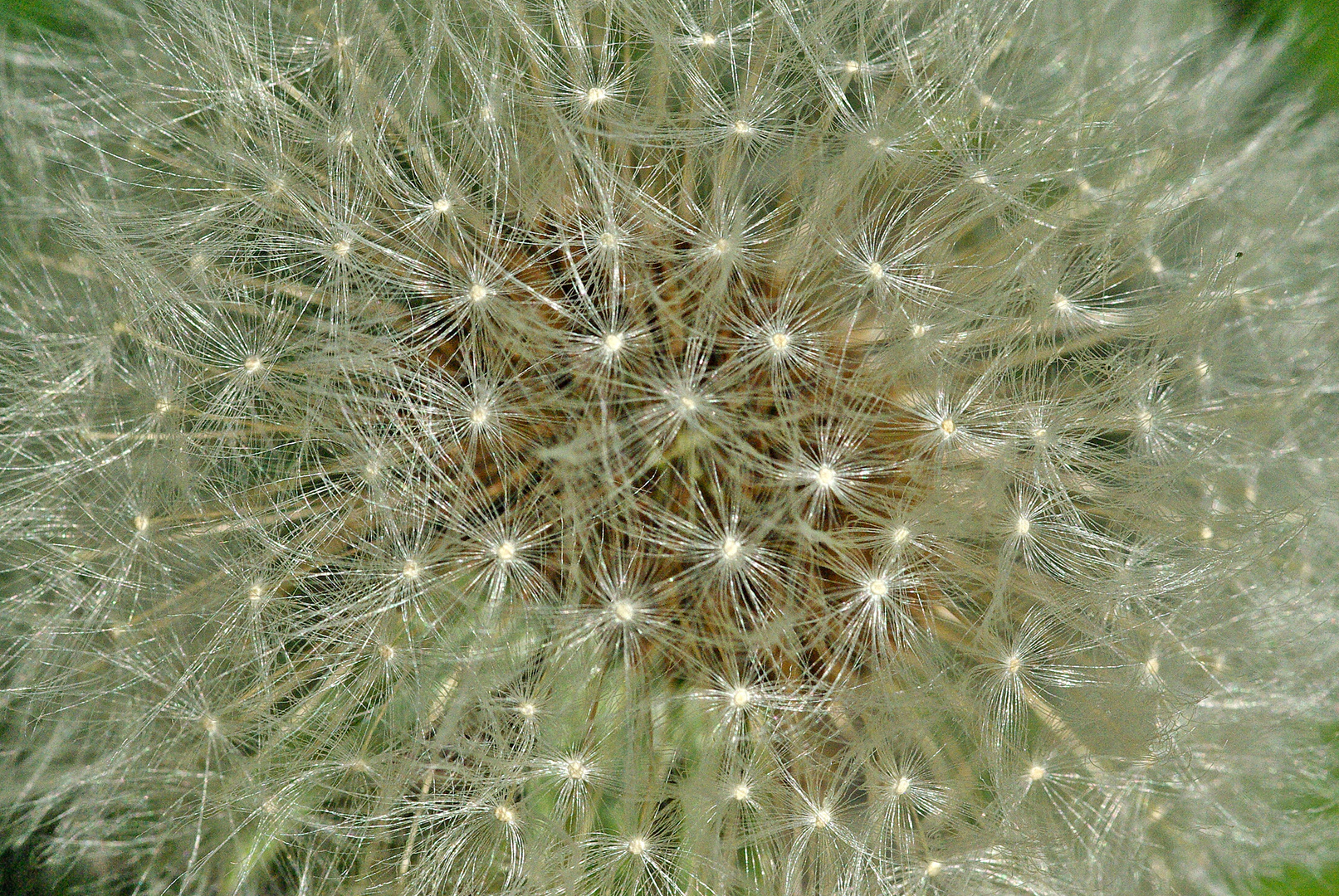 Pusteblume