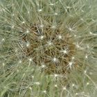 Pusteblume