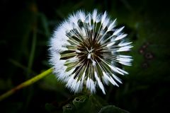 Pusteblume