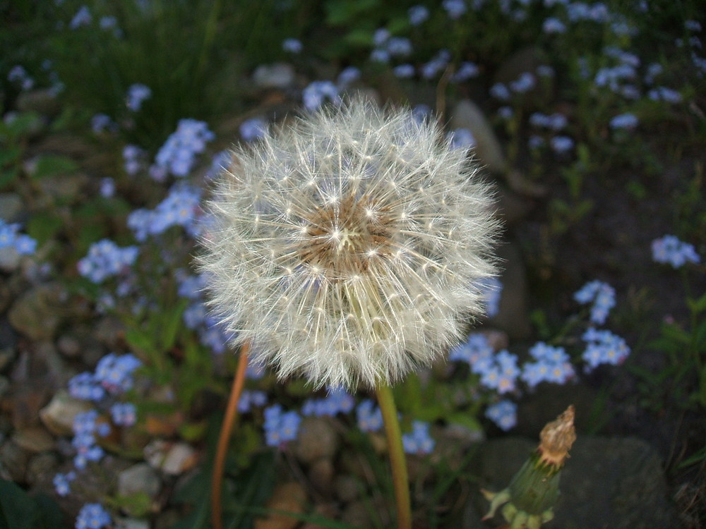 Pusteblume