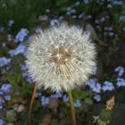 Pusteblume