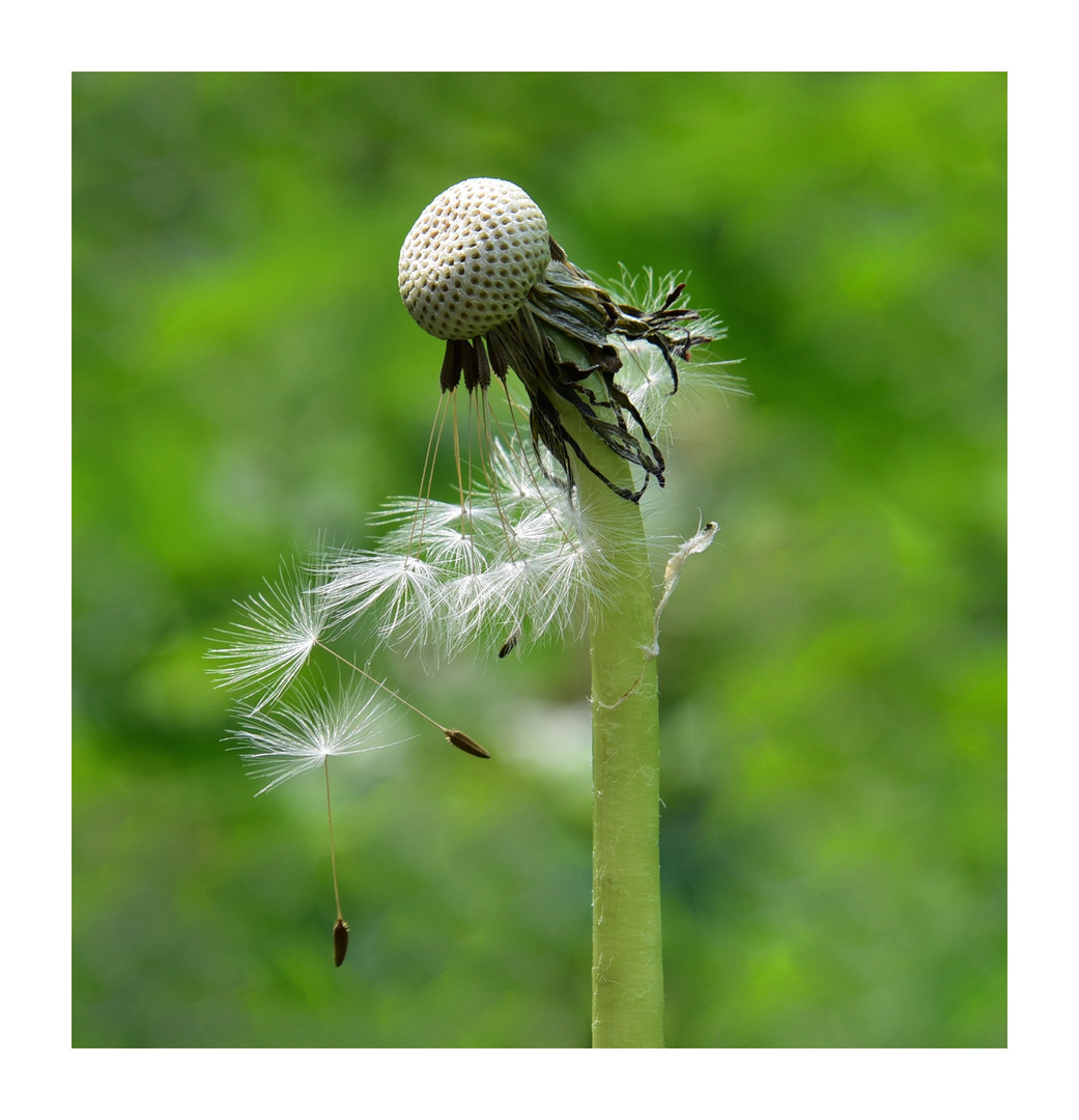 Pusteblume