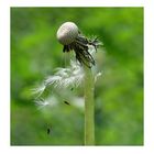 Pusteblume