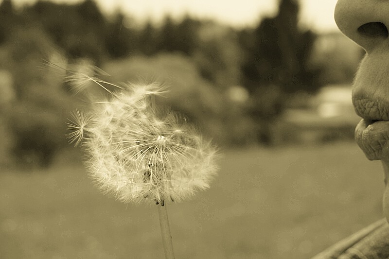 Pusteblume