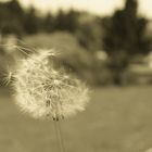 Pusteblume