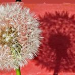 Pusteblume