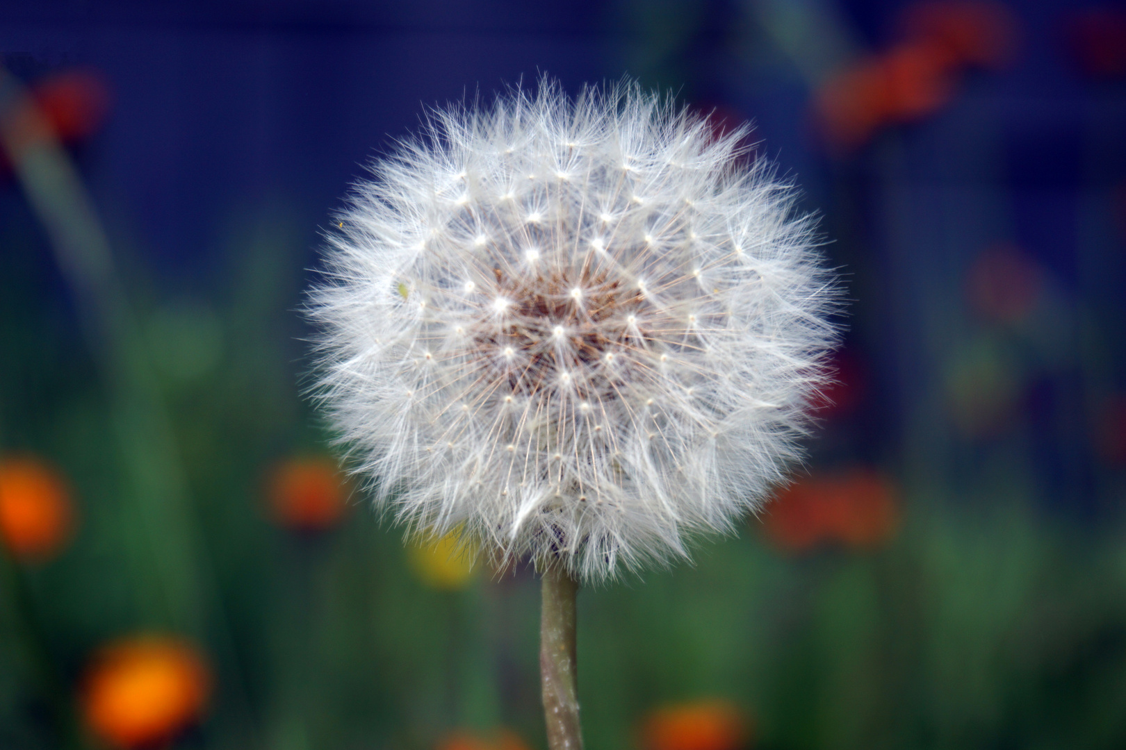 Pusteblume