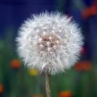 Pusteblume